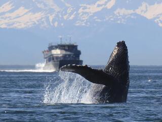 Морские супер-хищники.