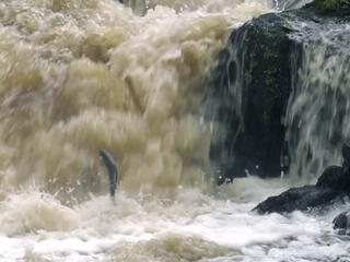 Атлантический лосось. Путь домой