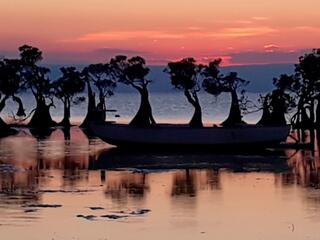 Магия мангровых лесов