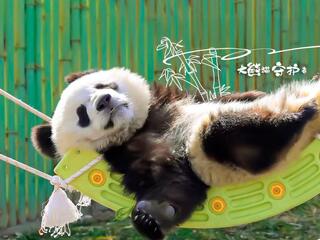 Хранители большой панды