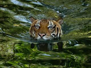 Последние малайские тигры