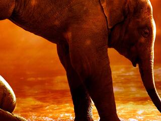 Летняя школа дикой природы