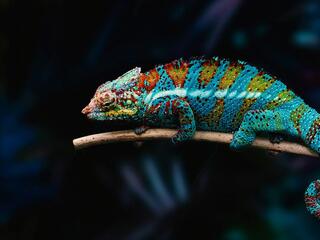 Самые странные существа
