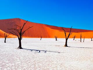 Жизнь в песках. Дикая природа Намибии