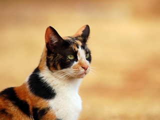 Звёздные питомцы