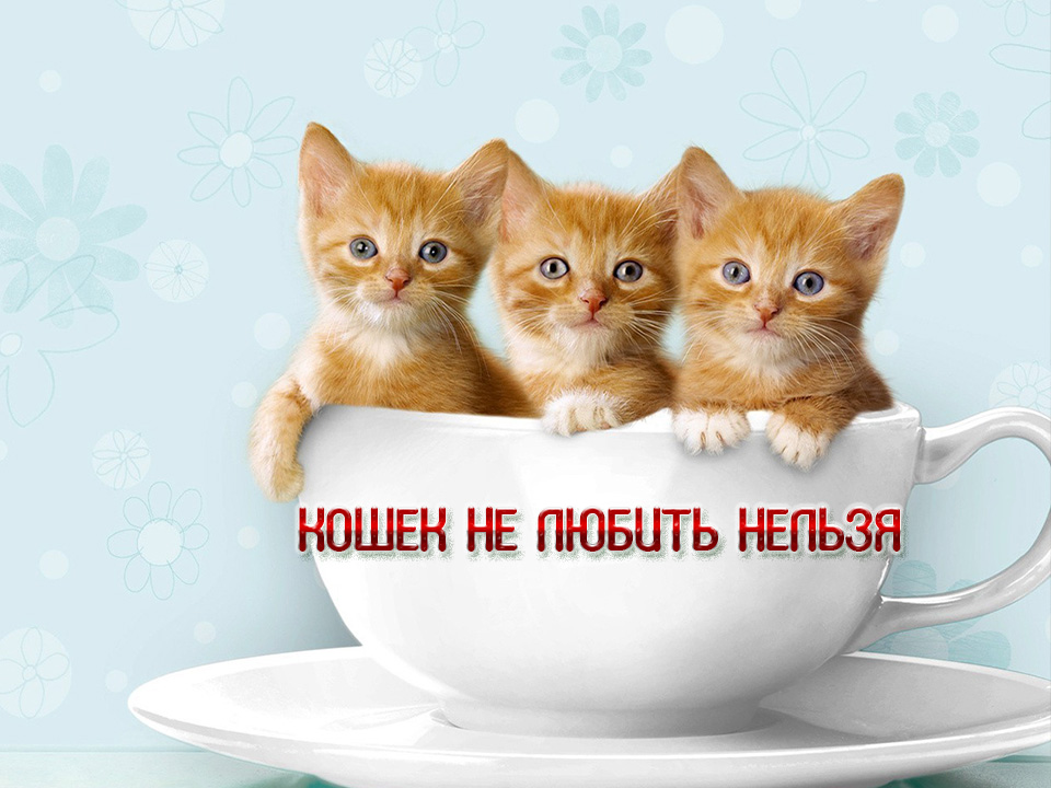 Кошек не любить нельзя