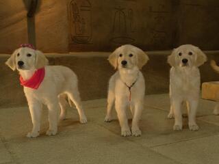 Пятёрка кладоискателей