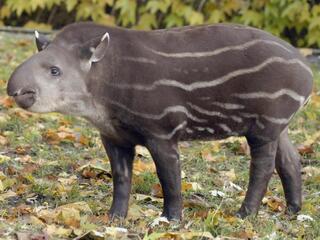 Новорождённые в зоопарке