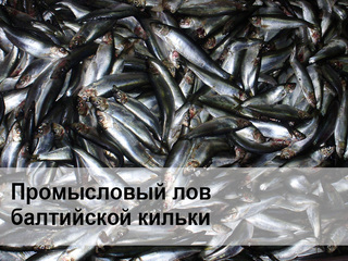 Промысловый лов балтийской кильки