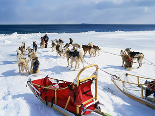Путешествие на собачьей упряжке