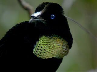 Райские птицы