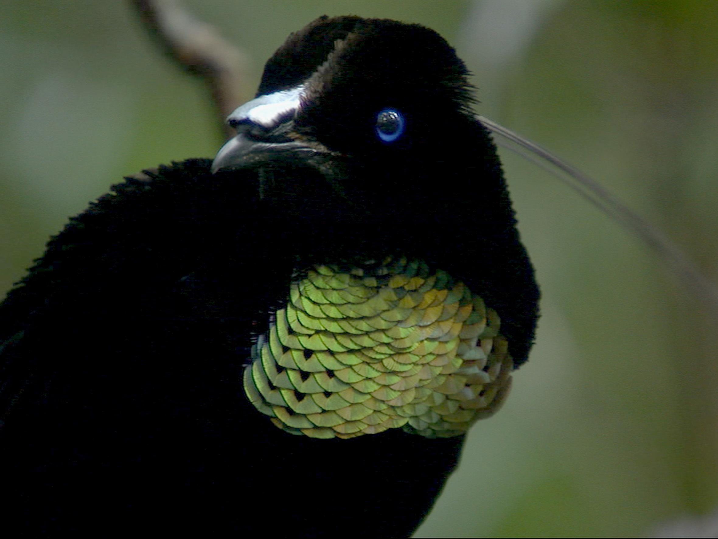 Райские птицы