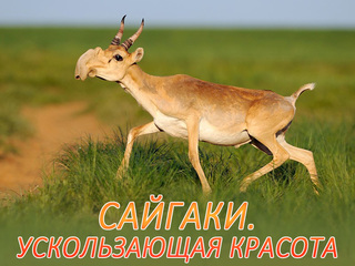 Сайгаки. Ускользающая красота