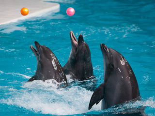 Санкт-Петербургский дельфинарий