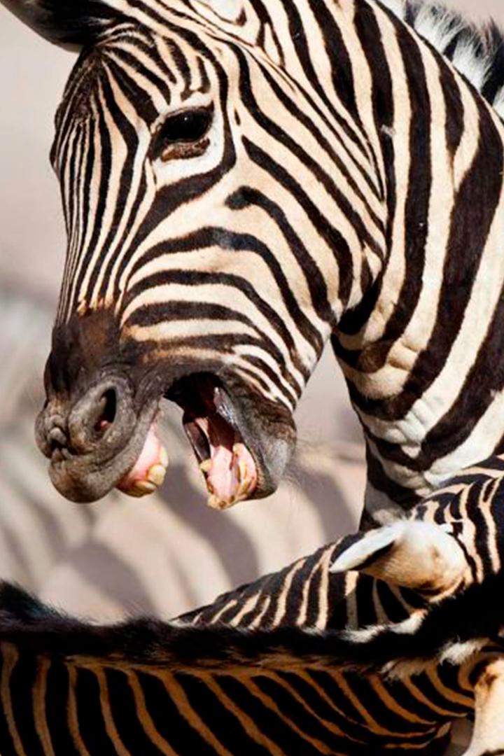 Самые опасные животные