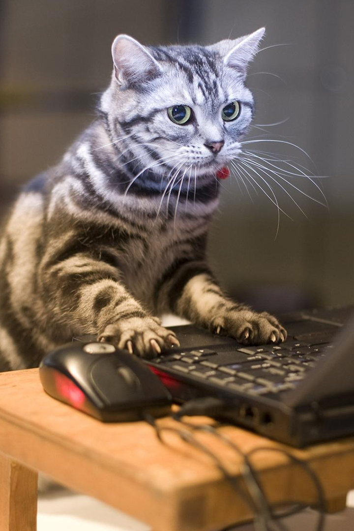 Кошки в сети