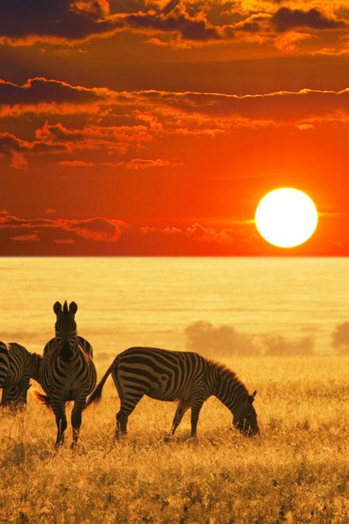 Дикая жизнь