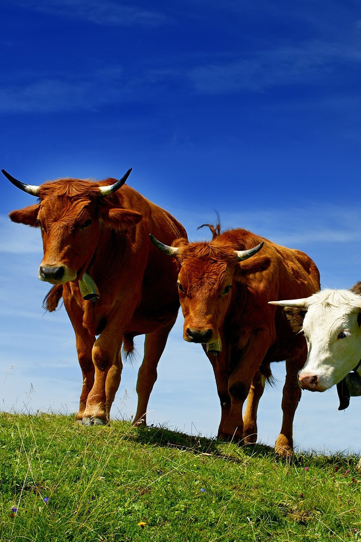 Моя скотина