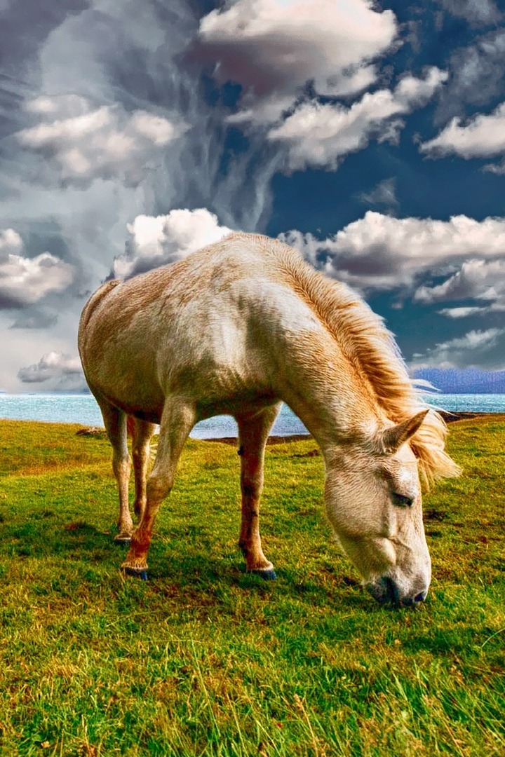 Лошадиные истории