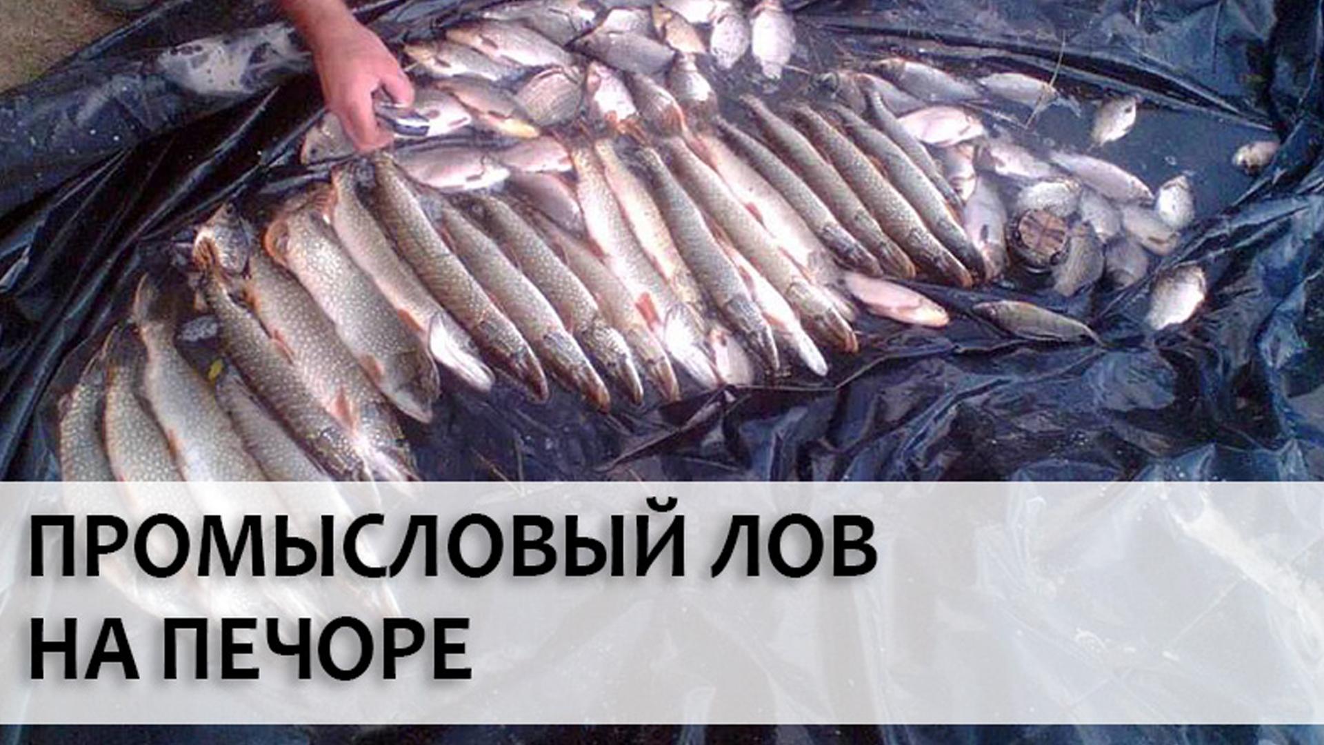Промысловый лов на Печоре