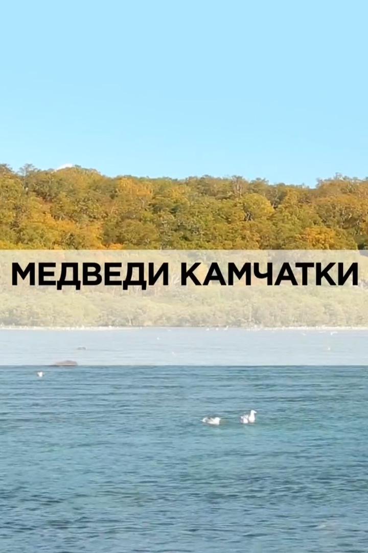 Медведи Камчатки