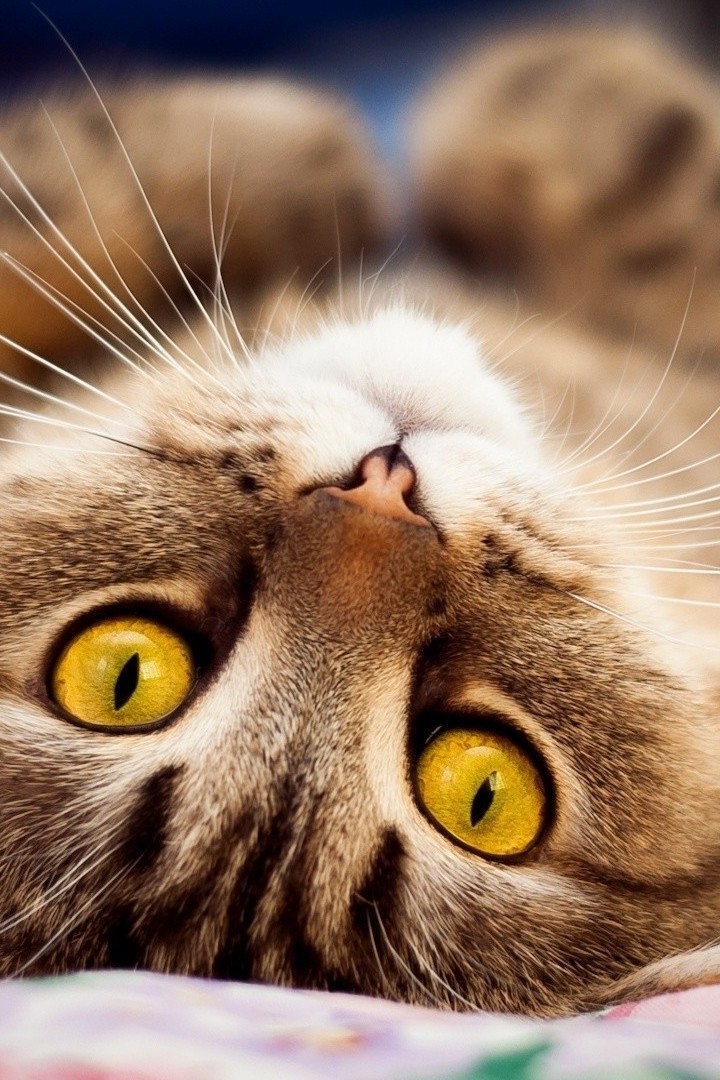 Тайная жизнь кошек