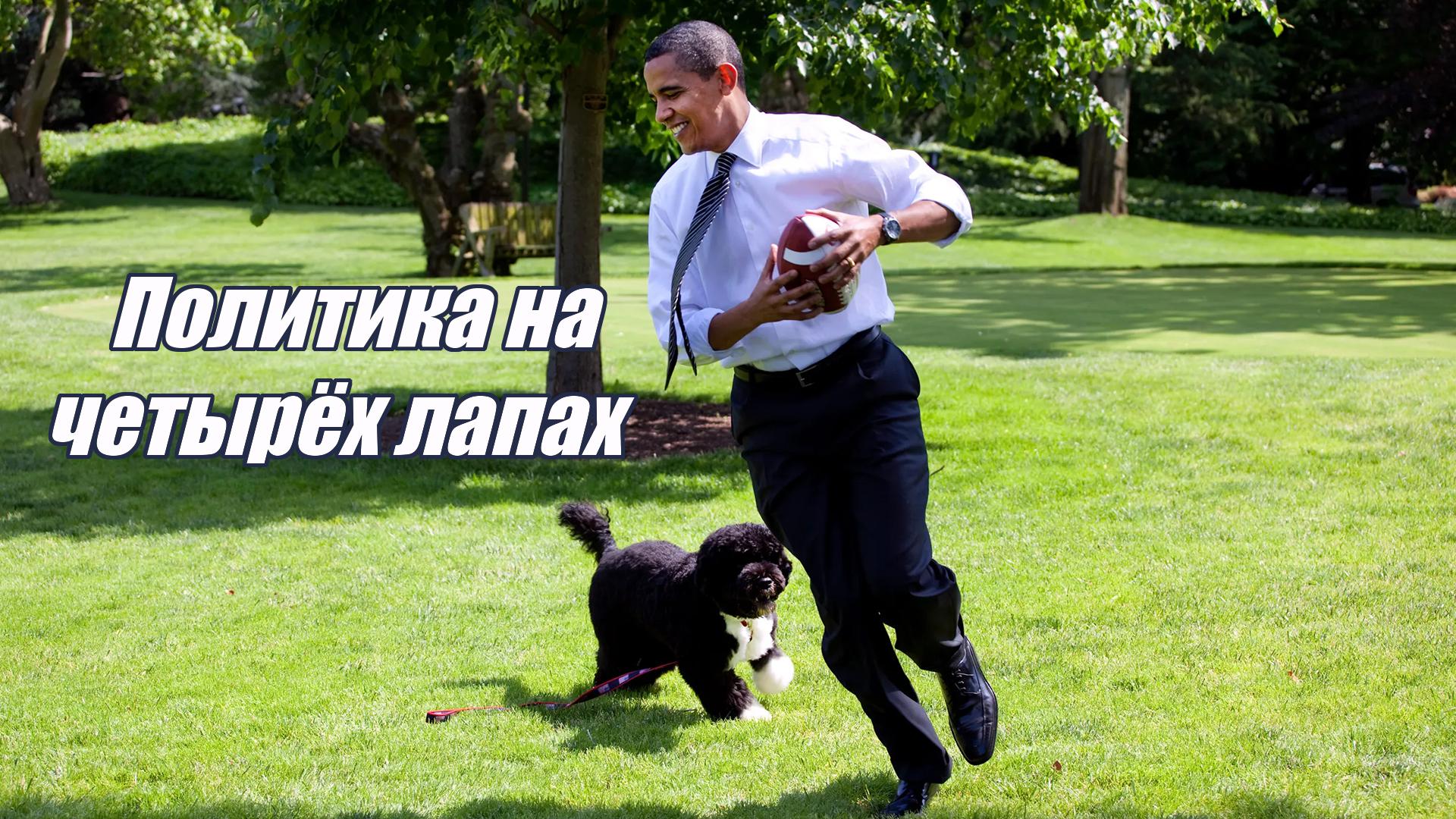 Политика на четырёх лапах