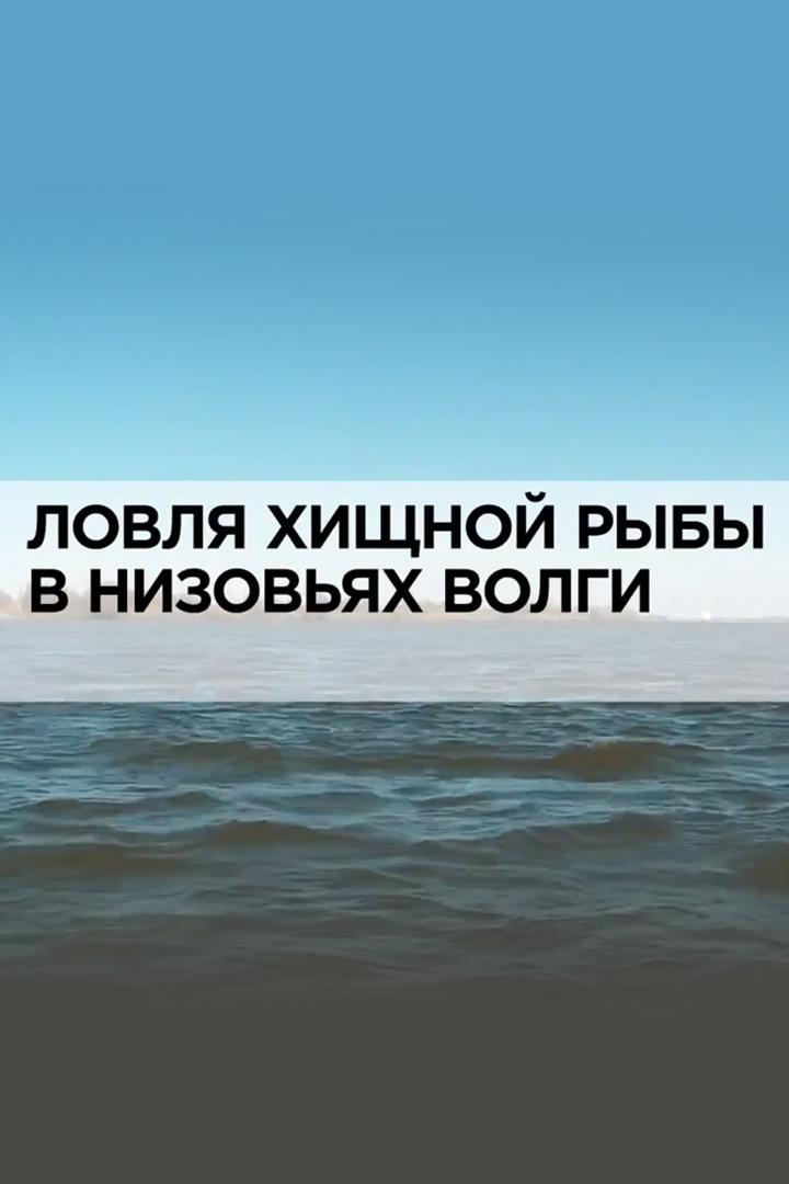 Ловля хищной рыбы в низовьях Волги