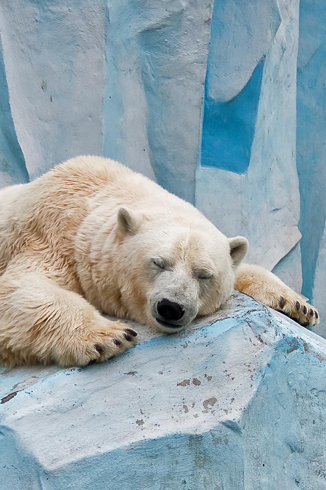 Повелитель белых медведей