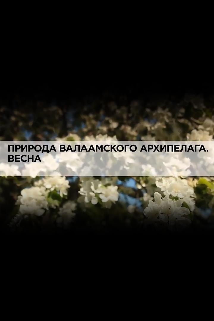 Природа Валаамского архипелага. Весна