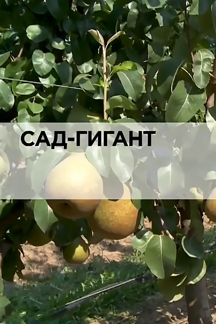 Сад-гигант