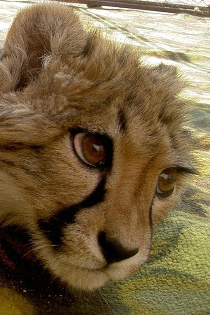 Няньки дикой природы