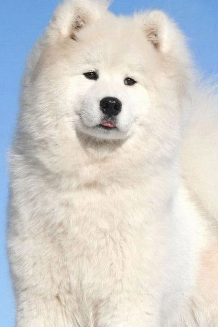 Сделaно в России