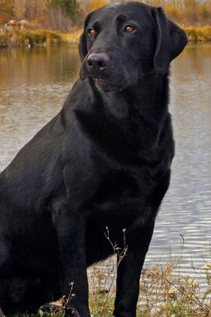 Породы и характеры