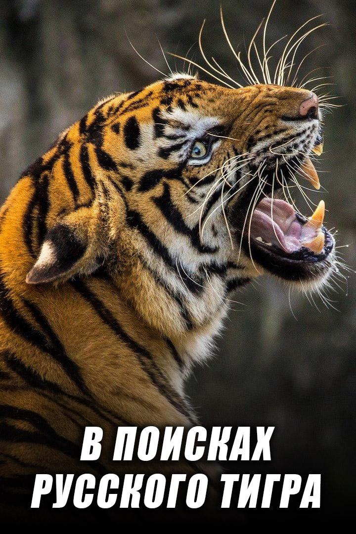 В поисках русского тигра