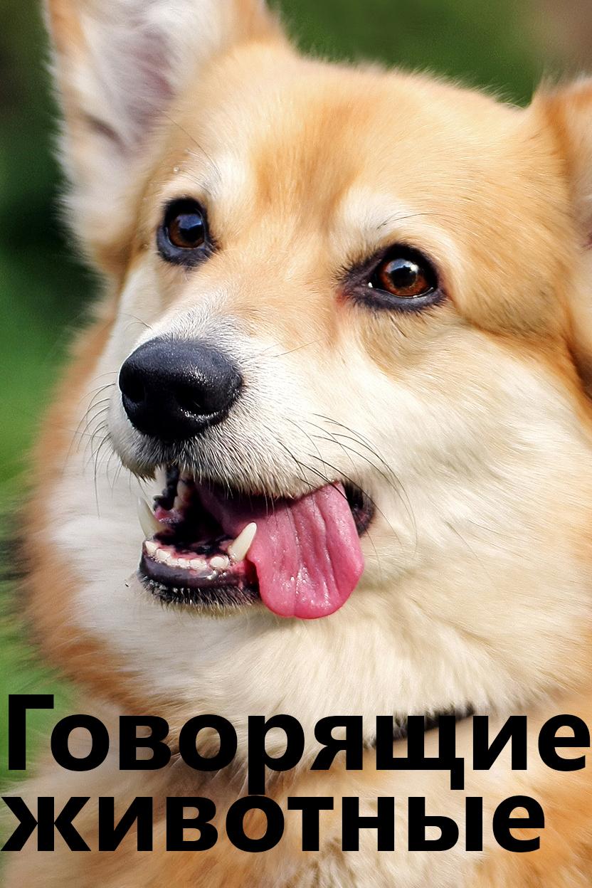 Говорящие животные
