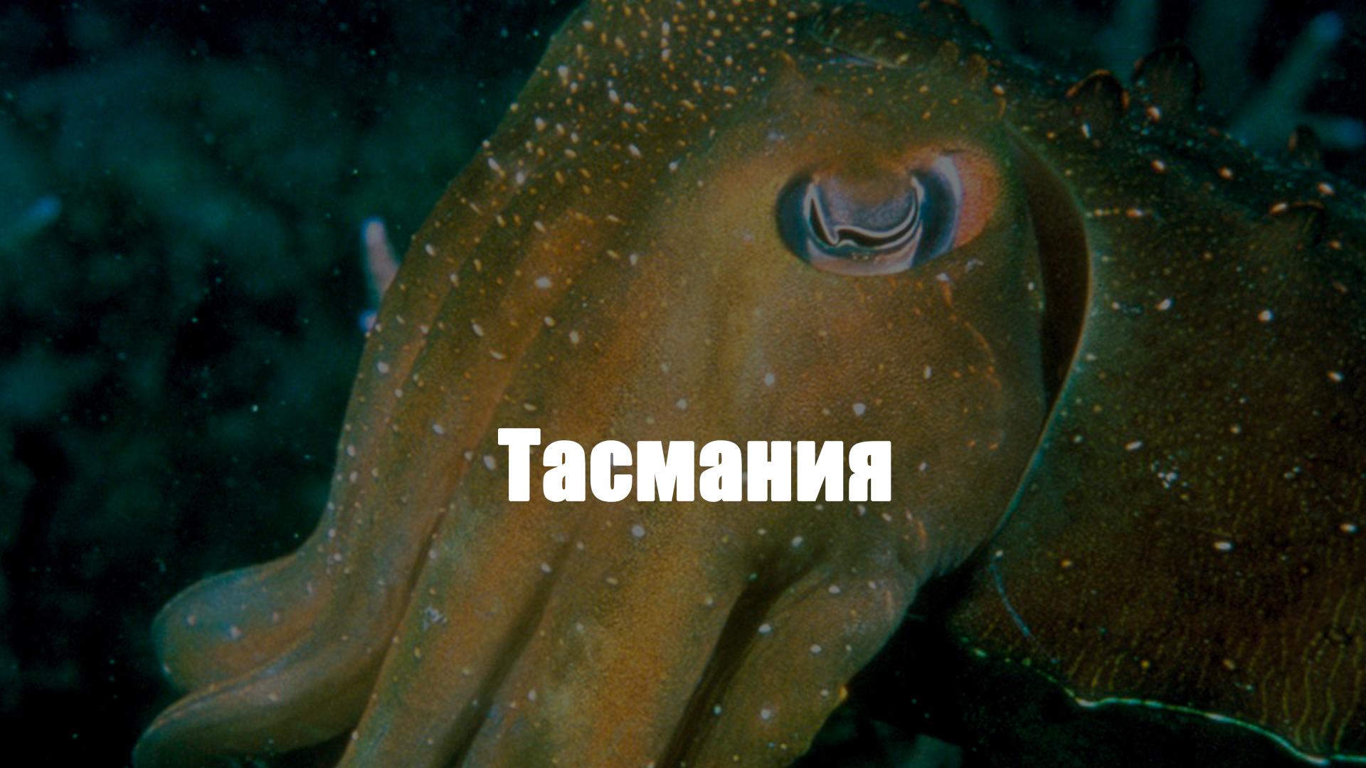 Тасмания