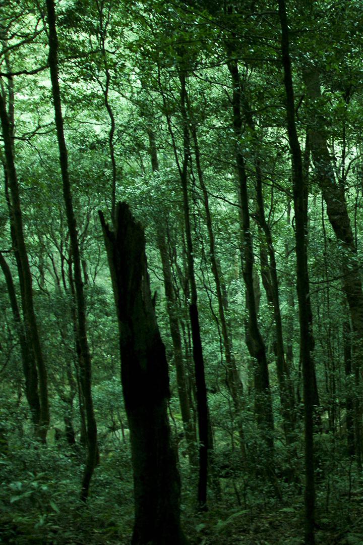 Хранители дождевого леса