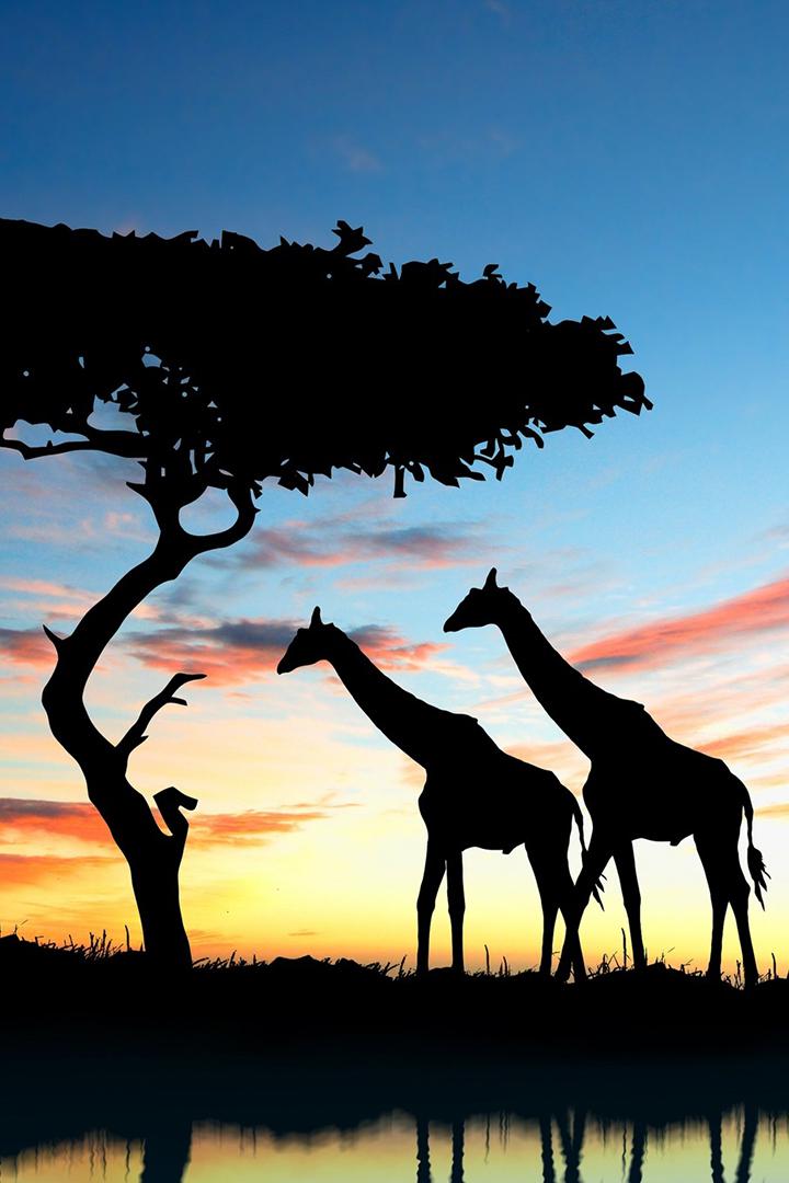 Африка: карлики и великаны