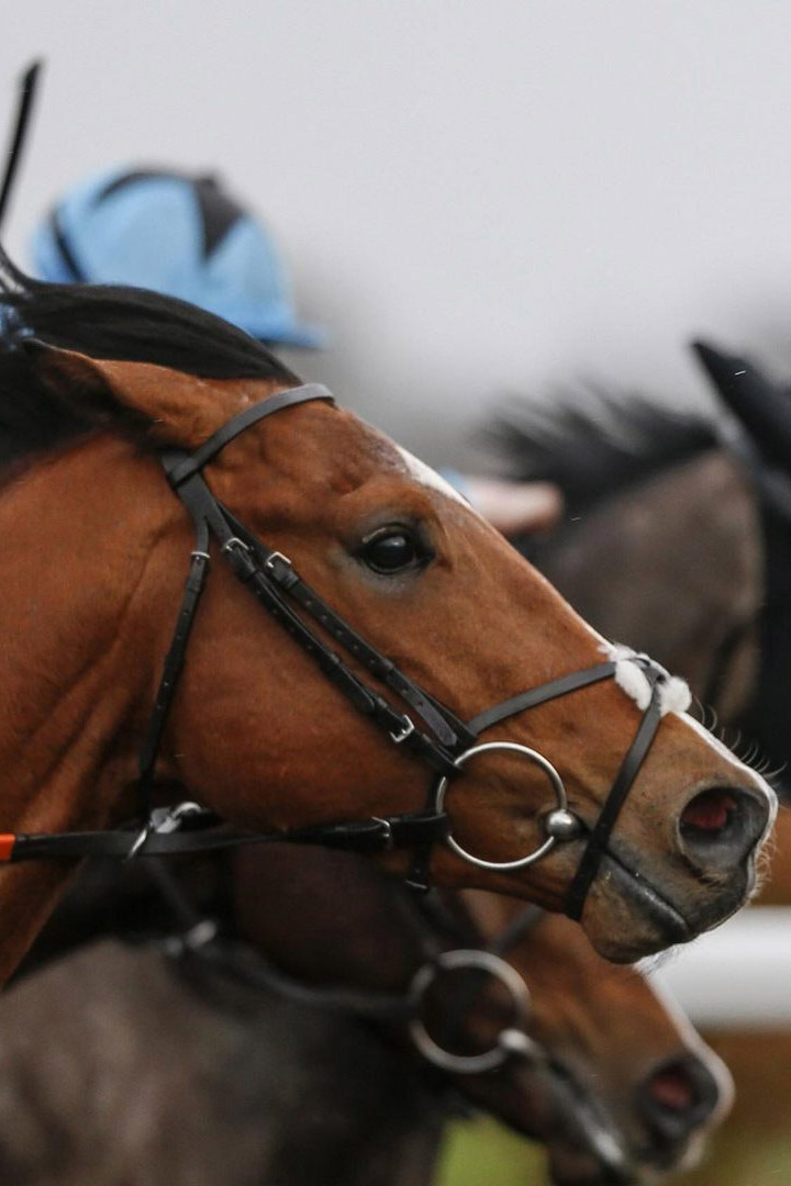 Скачки. "Dubai World Cup Carnival". 3-й этап. Трансляция из ОАЭ