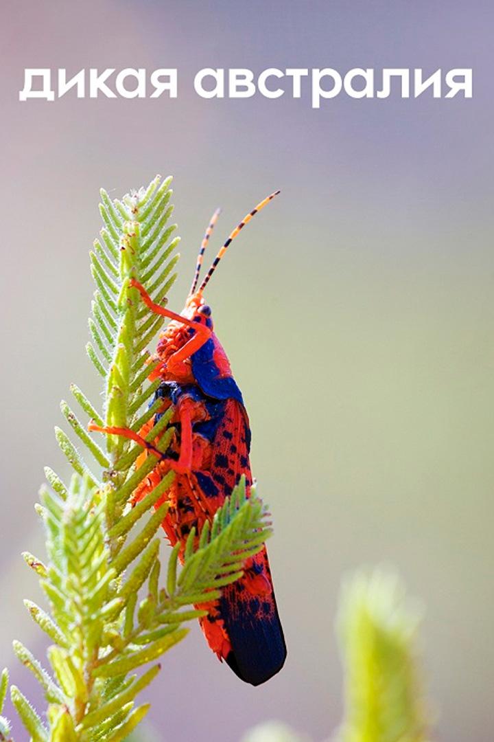 Дикая Австралия