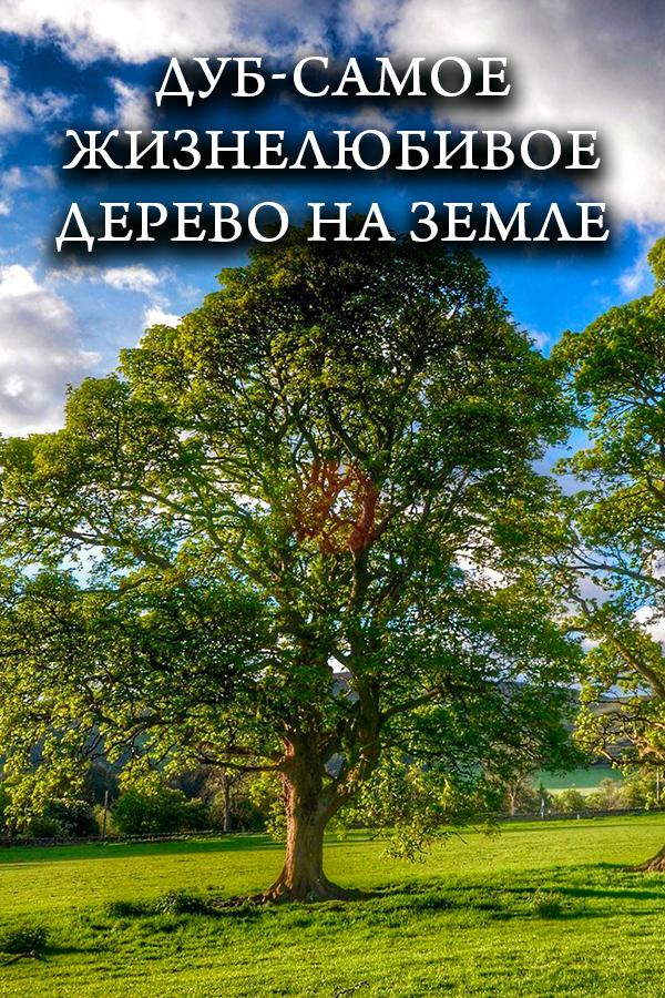 Дуб - искусство выживания