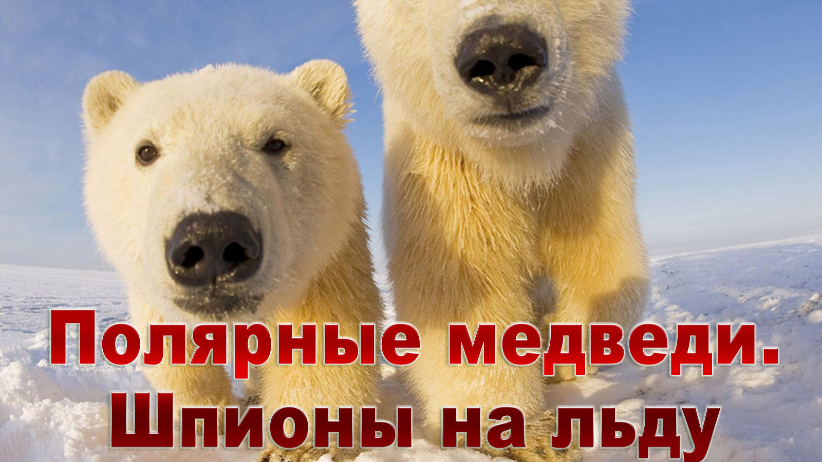 Полярные медведи. Шпионы на льду