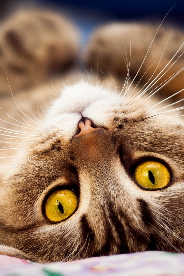 Клуб породы