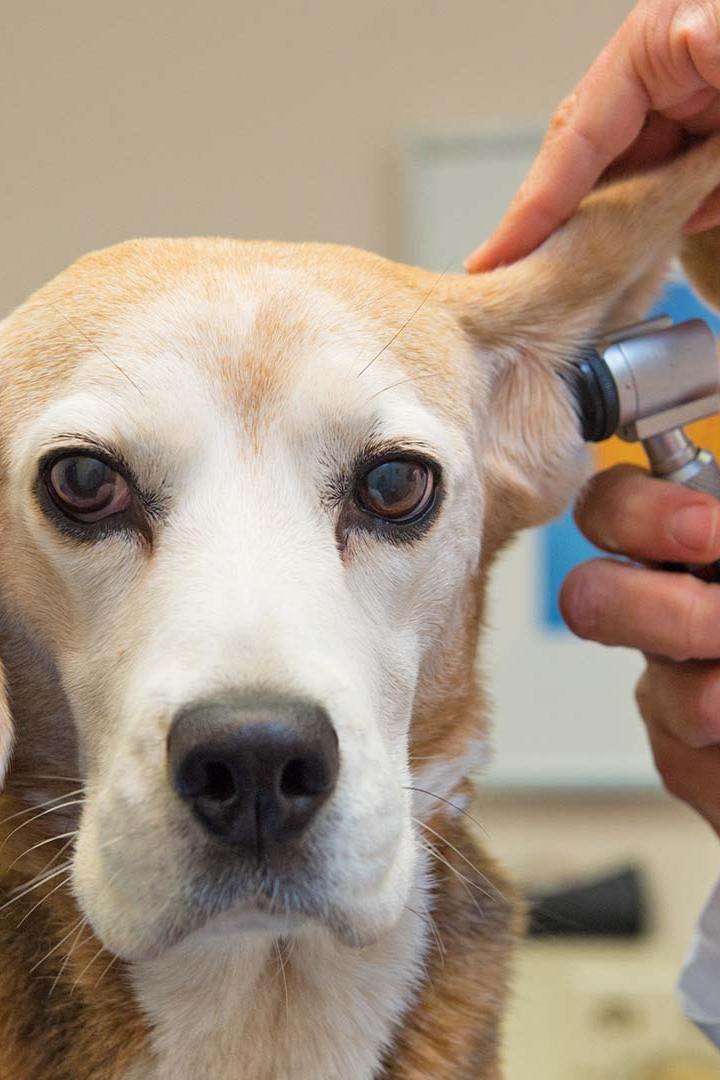 Доктор Айболит