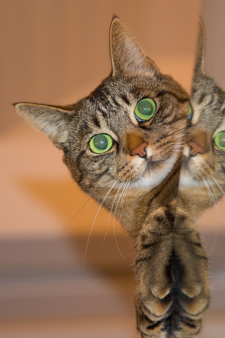 Просто кошки