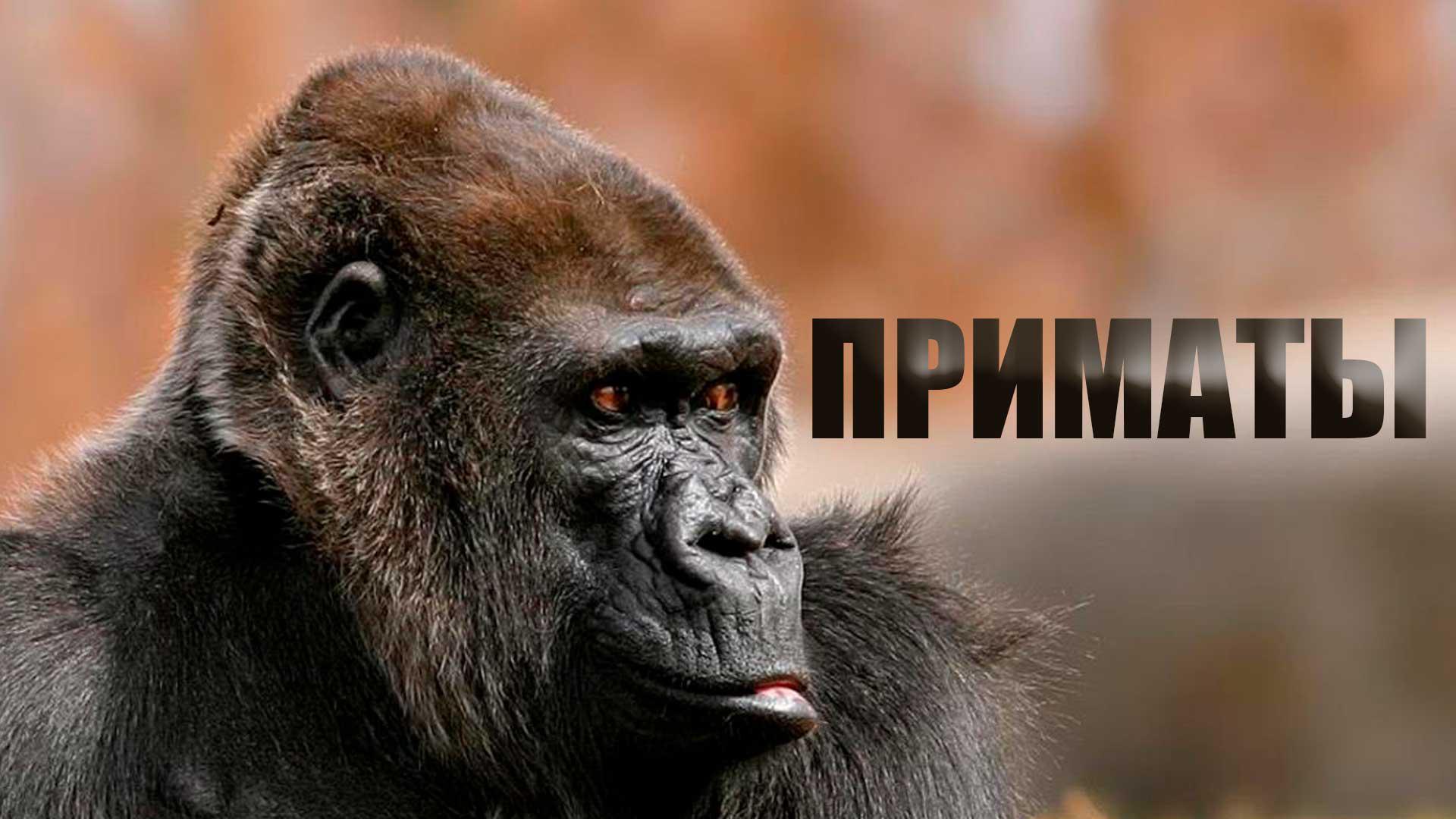 Приматы