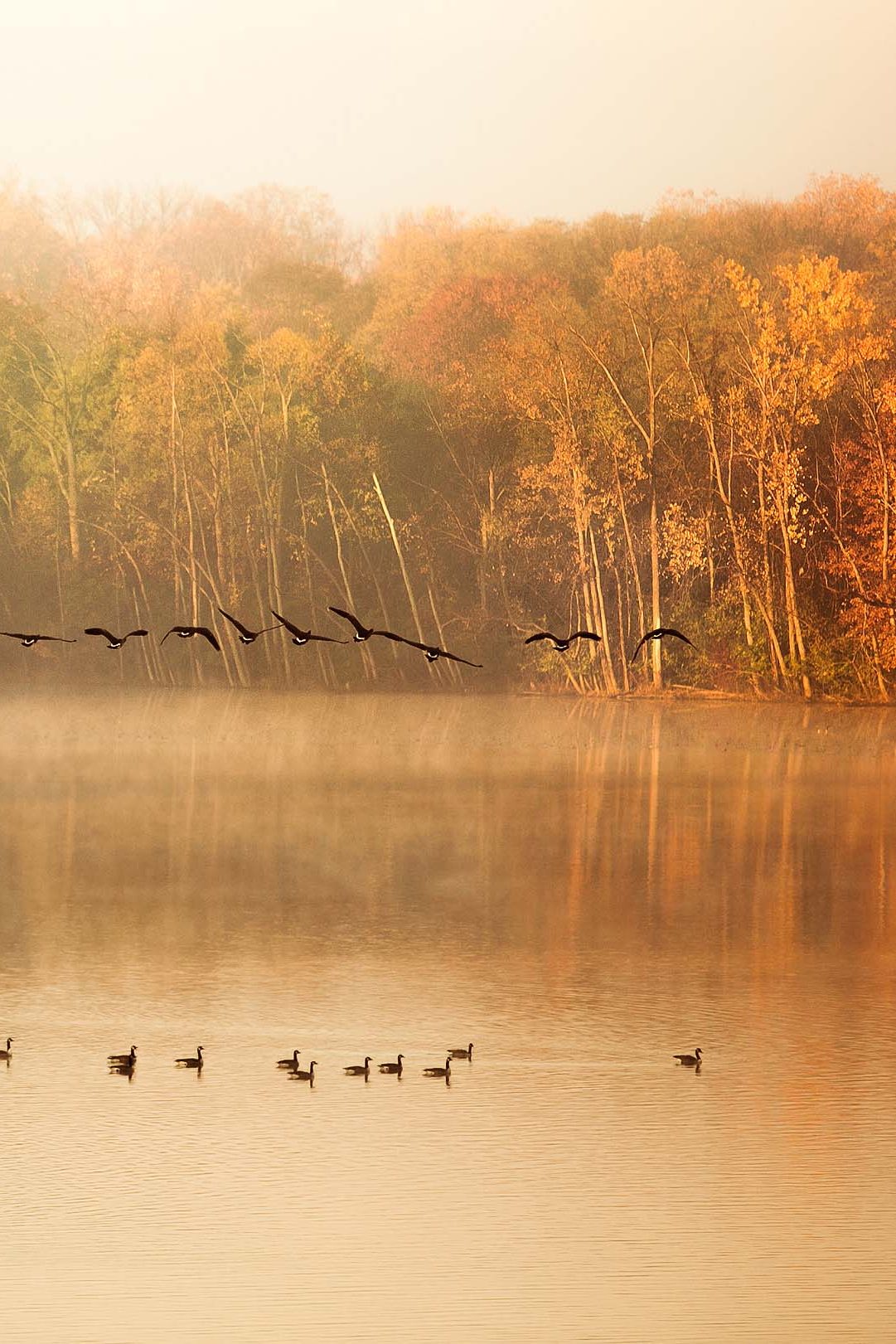 Охотничья фауна