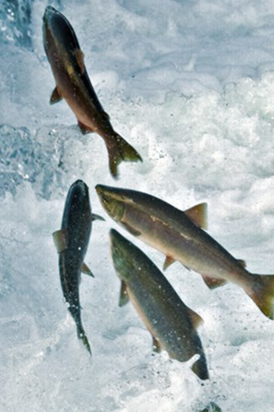 Дикая рыбалка