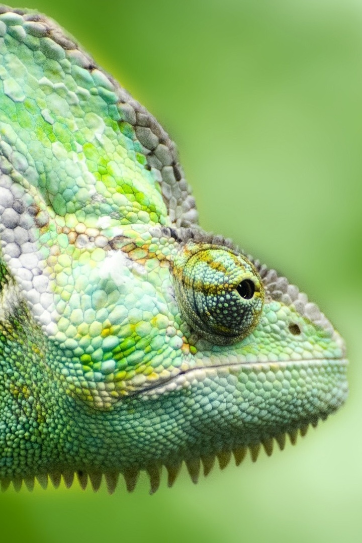 Домашняя экзотика